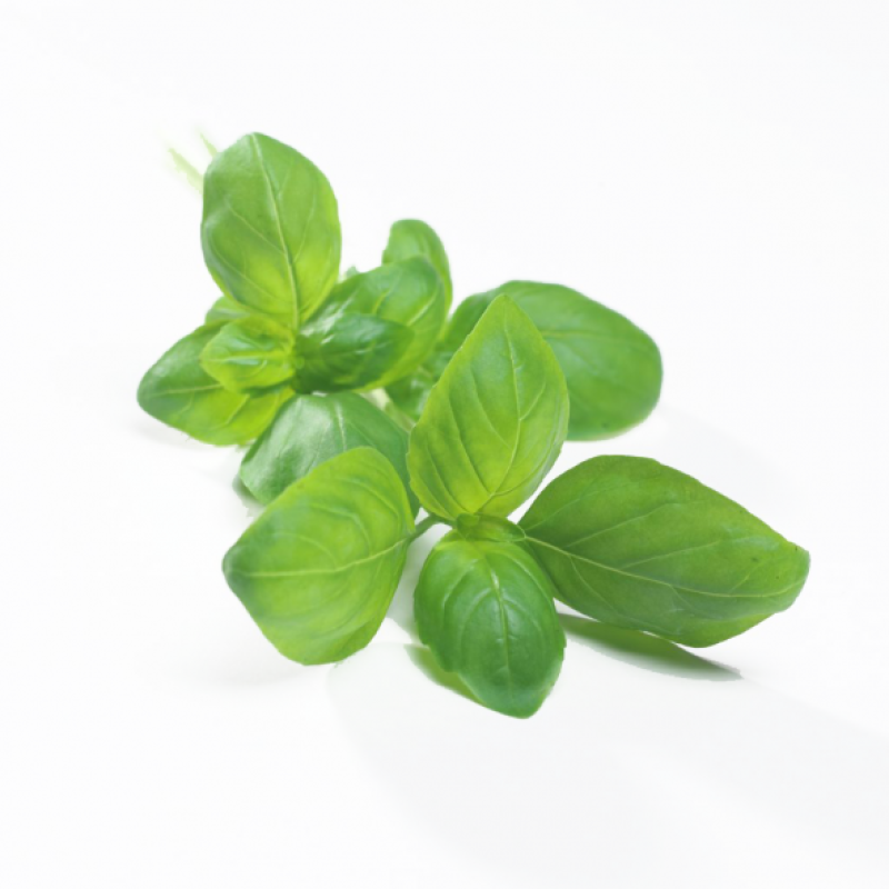 Basilicum. Blister 20 Gram. Niet standaard op voorraad maar wel te bestellen. Prijs is dagprijs. Bel voor Bestellen en of Prijs