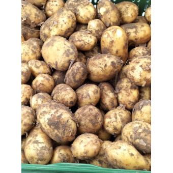 Aardappels Frieslanders, NIEUWE OOGST 2023
