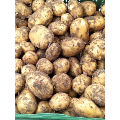Aardappels Frieslanders, NIEUWE OOGST 2023, 2 Kilo