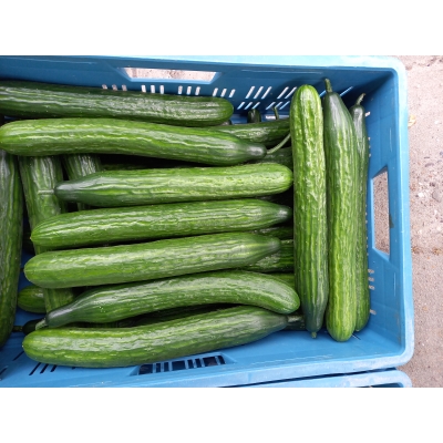 Hollandse Komkommer maat 35-40 Prijs per stuk