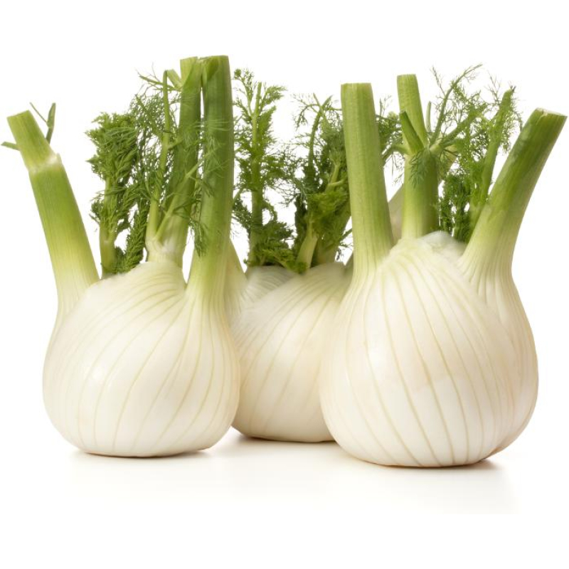 Venkel. Prijs per Stuk