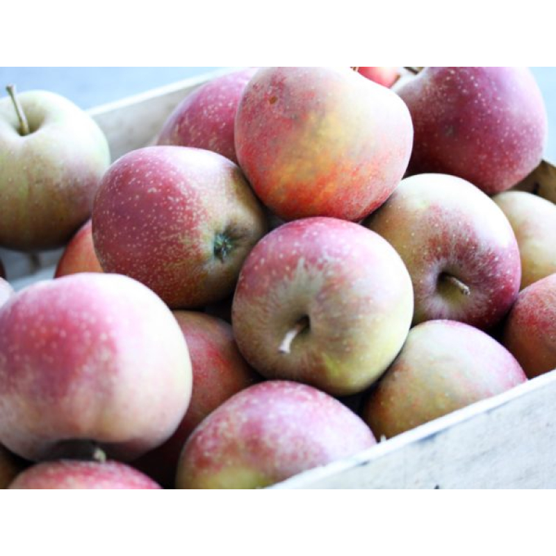 Appels Goudreinet Kiloprijs 