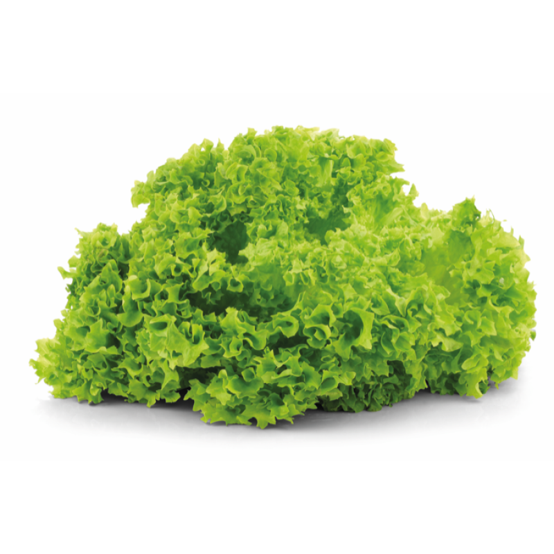 Sla Lollo Bionda  Per Stuk 