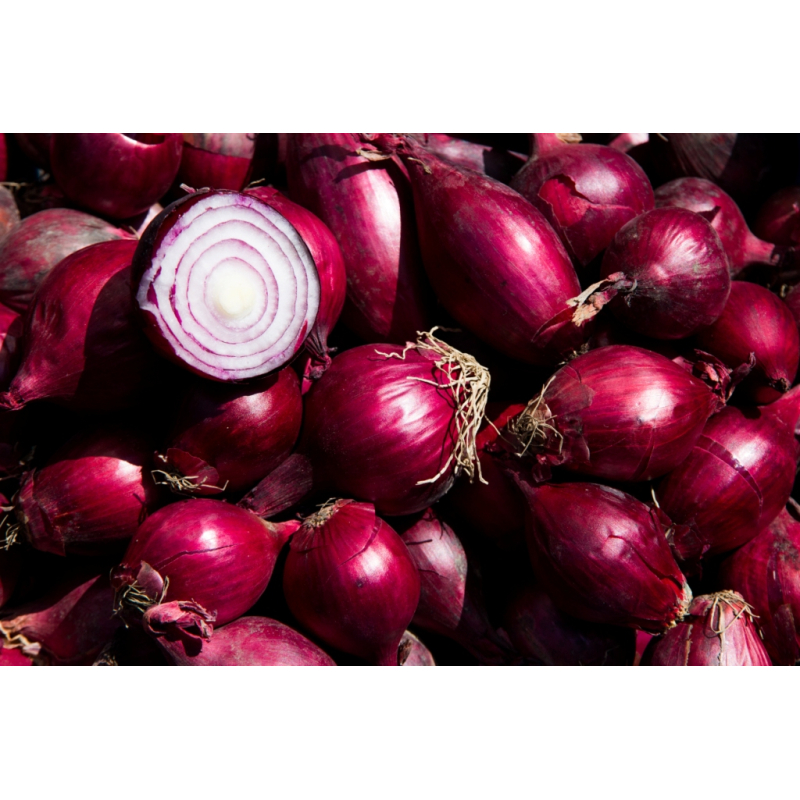 Rode Uien. NIEUWE OOGST Prijs per Kilo