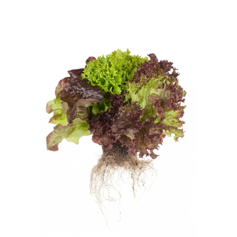 Sla Salatrio ( 3 soorten sla op een kluitje ) Prijs per Krop