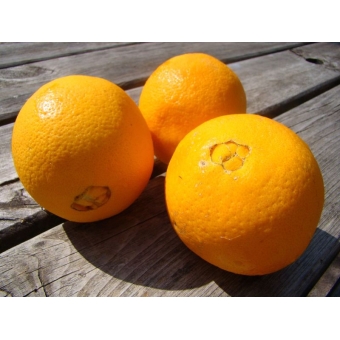Sinaasappels DIKKE NAVELS / HAND . Prijs per 500 Gram