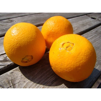 Sinaasappels DIKKE NAVELS / HAND . Prijs per KILO