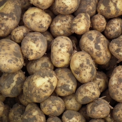 Aardappels, Frieslanders   Prijs per kg   