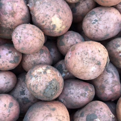 Aardappels,  BILDSTAR vd KLEI 2024, prijs per kilo