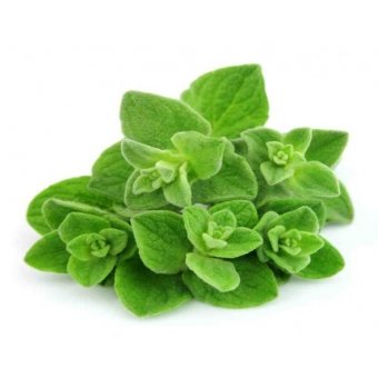 Oregano, Hoes 75 Gram. Niet standaard op voorraad maar kan wel besteld worden. Prijs is Dagprijs. Bel voor Bestellen en of Prijs