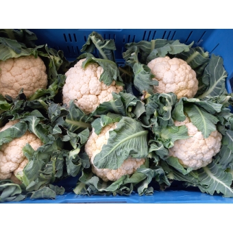 Bloemkool, HOLLANDSE  Prijs per Stuk