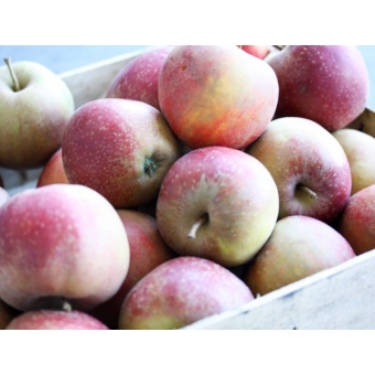 Appels Goudreinet Prijs per 500 Gram 