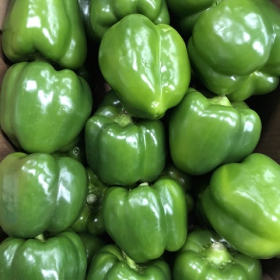 Paprika Groen.VERS van de KWEKER  Prijs Per 500 Gram