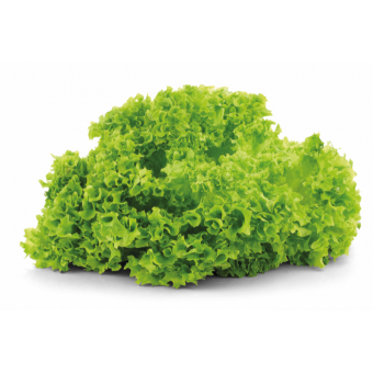 Sla Lollo Bionda  Per Stuk 