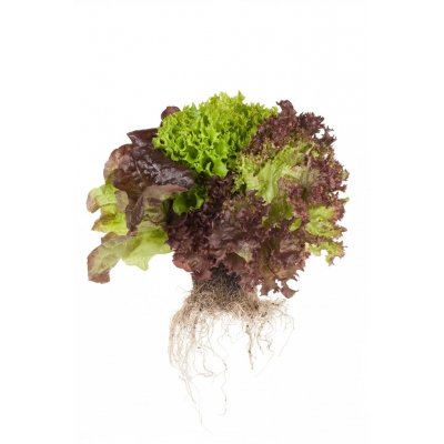 Sla Salatrio ( 3 soorten sla op een kluitje ) Prijs per Krop